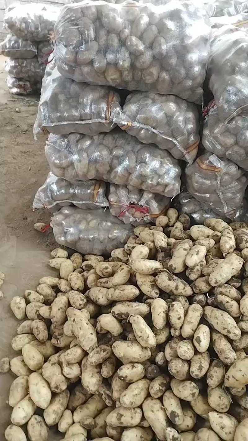 【荷兰十五土豆】产地大量上市！规格齐全，质量保证全国代发