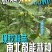 正宗太秋甜柿杯苗柿子杯苗柿子树地栽盆栽基地发货