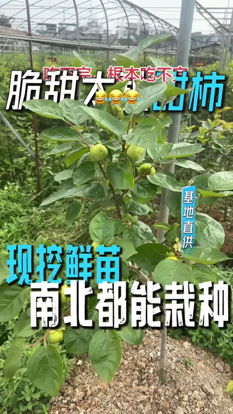 正宗太秋甜柿杯苗柿子杯苗柿子树地栽盆栽基地发货