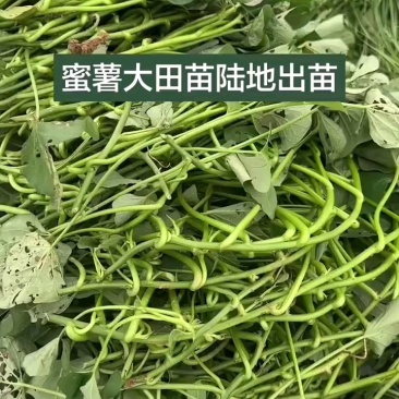 西瓜红红薯苗西瓜红地瓜苗西瓜红苗蜜薯苗西瓜红薯苗