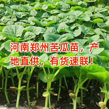 油绿苦瓜苗油苦瓜苗绿直播嫁接苗翠绿苦瓜苗免费技术指包回收