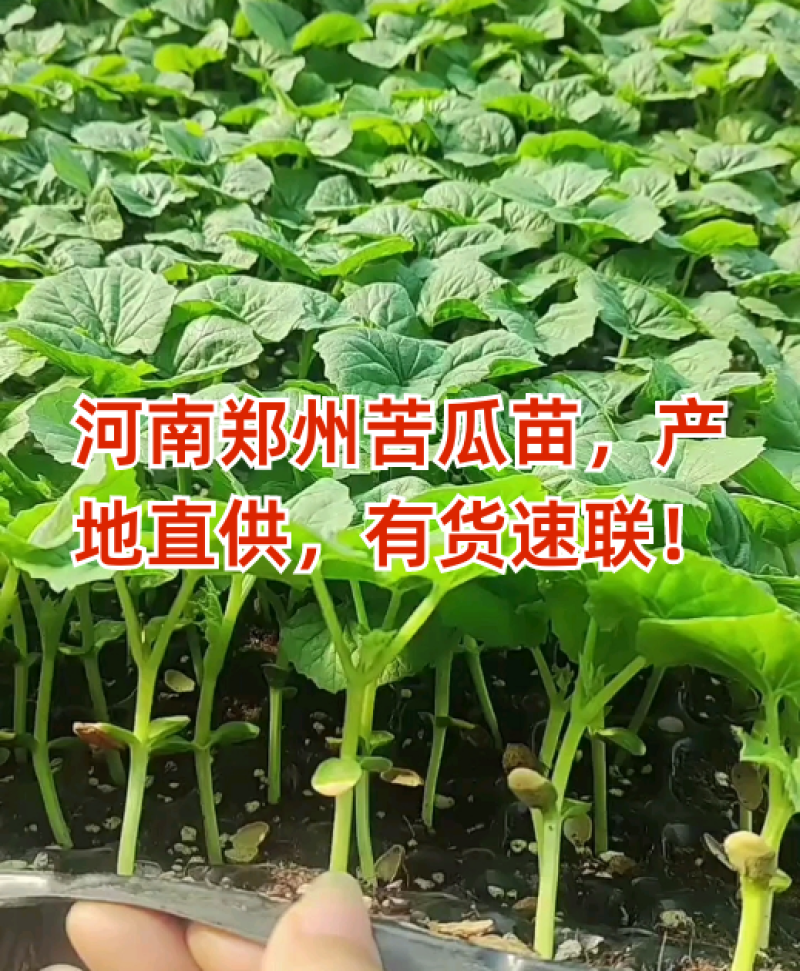 油绿苦瓜苗油苦瓜苗绿直播嫁接苗翠绿苦瓜苗免费技术指包回收