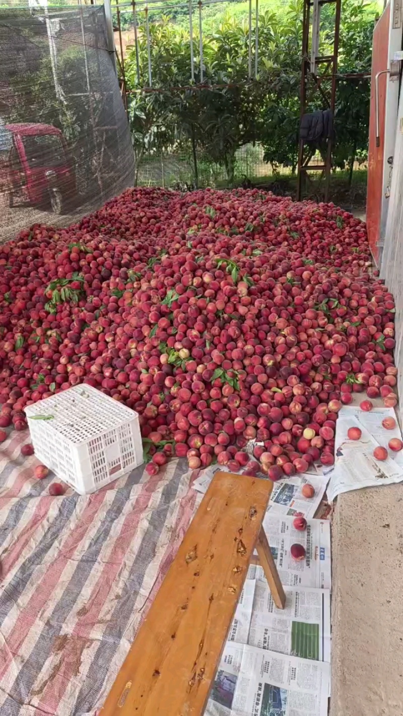 皮球桃，脆甜，离核，允熙农场代售量大，纯甜
