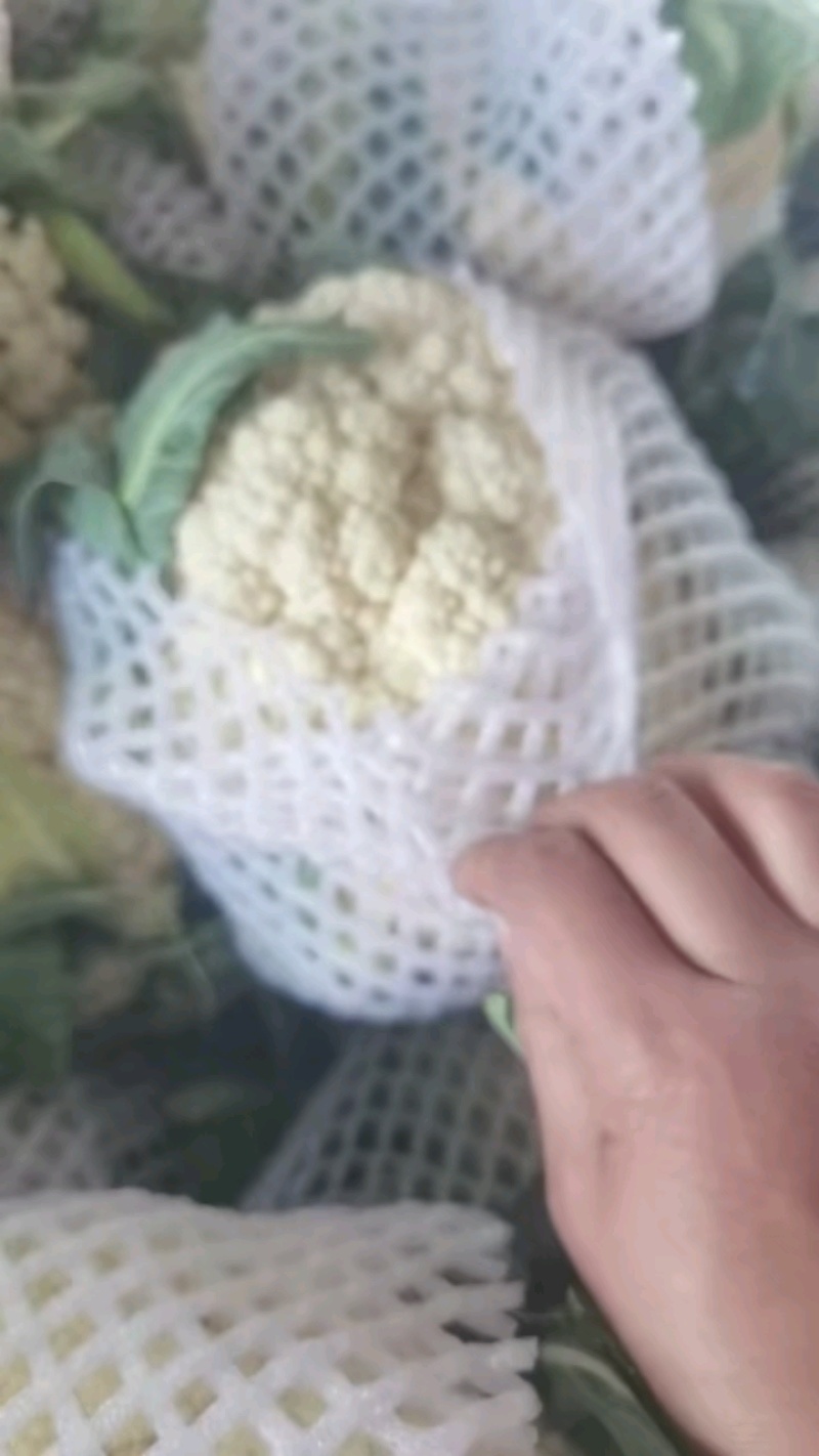 精品花菜松花菜大量有货价格美丽基地直发欢迎来电
