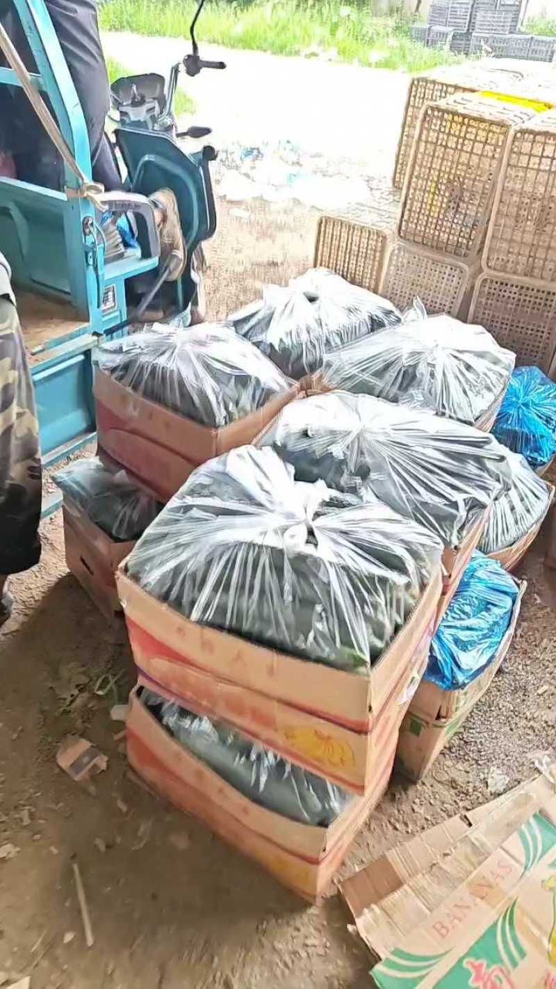 河南省内黄县万亩黄瓜供货基地官方信息员杜永刚专业代办