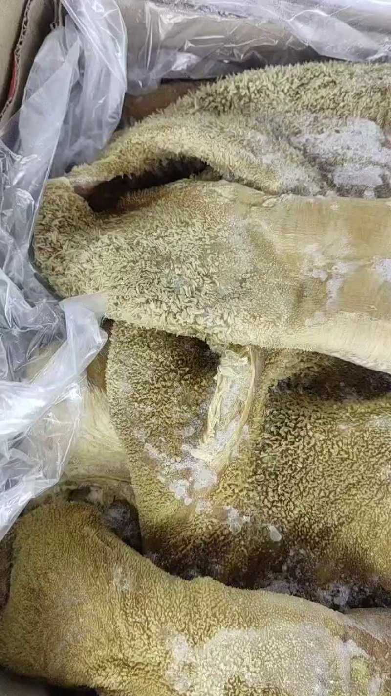 【品质保障】山东纯干牛肚，干净无油，牛肚大品质好出成率高