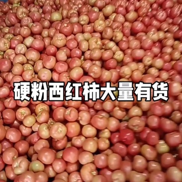 山东莘县硬粉西红柿上市中硬度高耐运输口感好