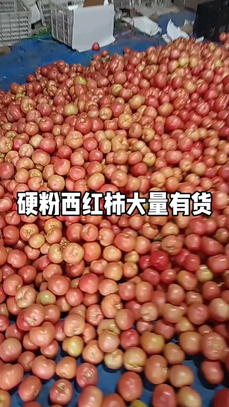 山东莘县硬粉西红柿上市中硬度高耐运输口感好