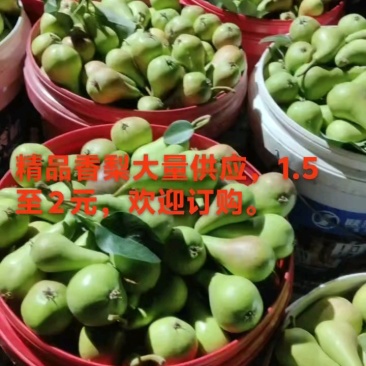 精品香梨到货，6月6日**行情！