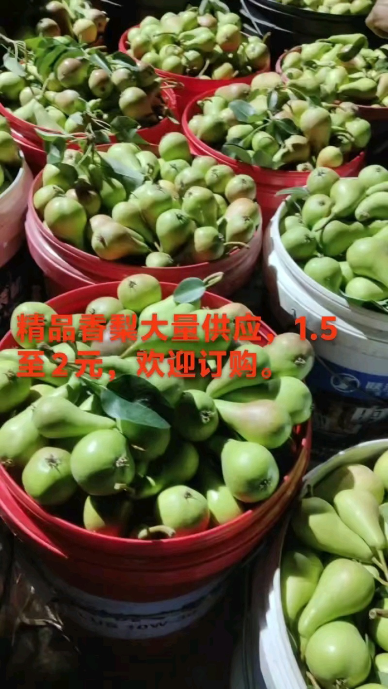 精品香梨到货，6月6日**行情！