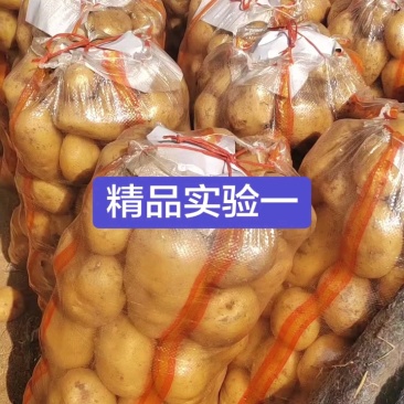 原产地内蒙古土豆批量上市