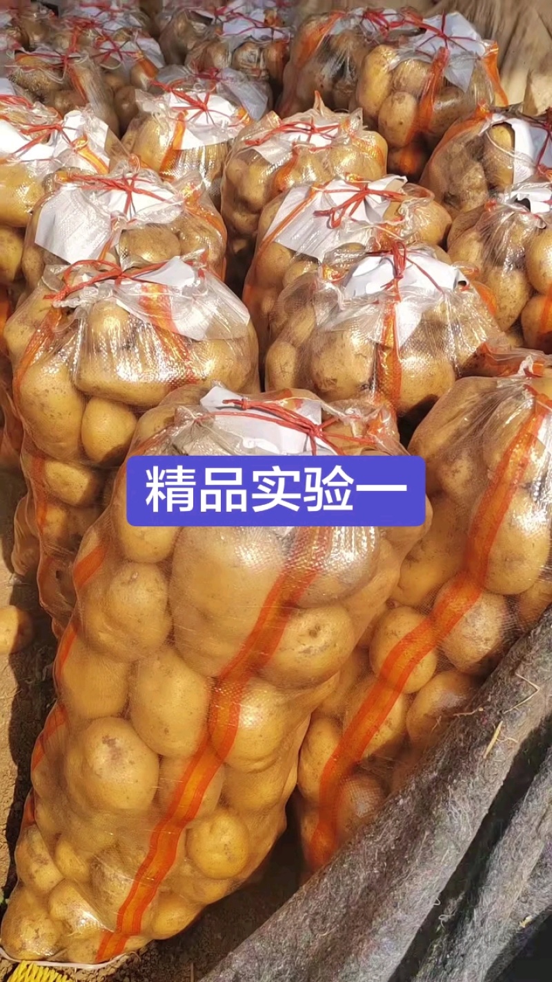 原产地内蒙古土豆批量上市