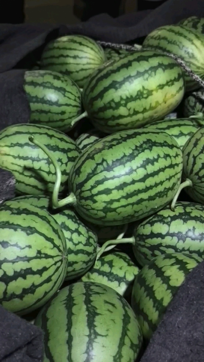 2K小糖丸西瓜，皮薄手剥瓜，产地直发代发全国