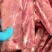 国产多肉龙骨到货，4块多一斤，带肉率高！