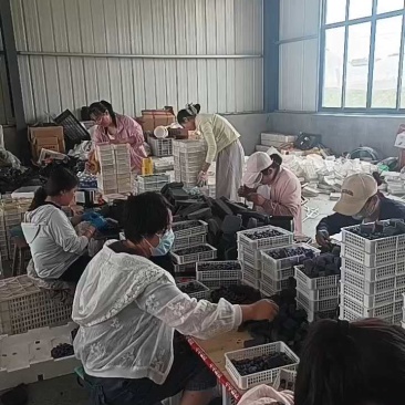 推荐【优质蓝莓】产地批发一手货源保质保量全国发货