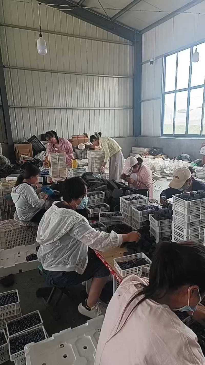 推荐【优质蓝莓】产地批发一手货源保质保量全国发货
