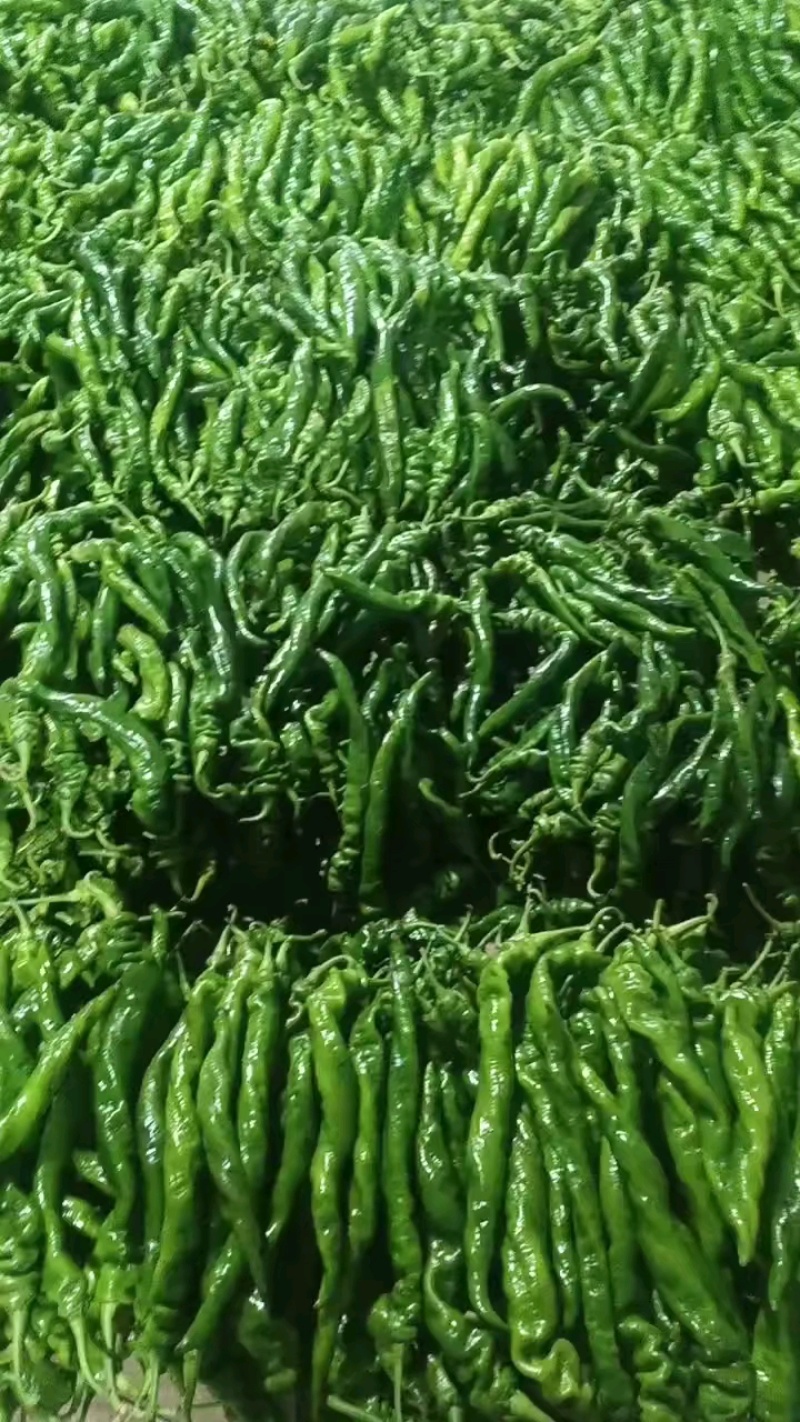 陕西螺丝椒产地直发支持视频看货包装齐全对接市场电商餐饮