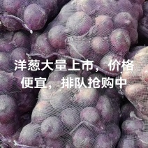 洋葱，红黄洋葱，电商，国内市场，专业国外出口。一手货源