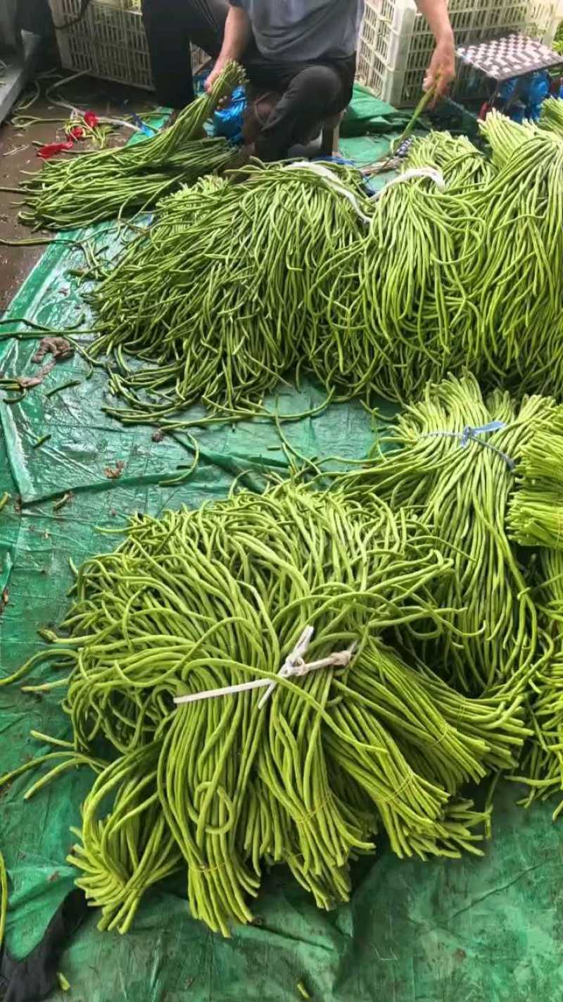 青条豆角豆角长豆角产地看货论价保质保量