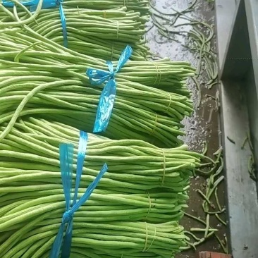长豆角青条豆角缸豆产地看货论价保质保量欢迎订购