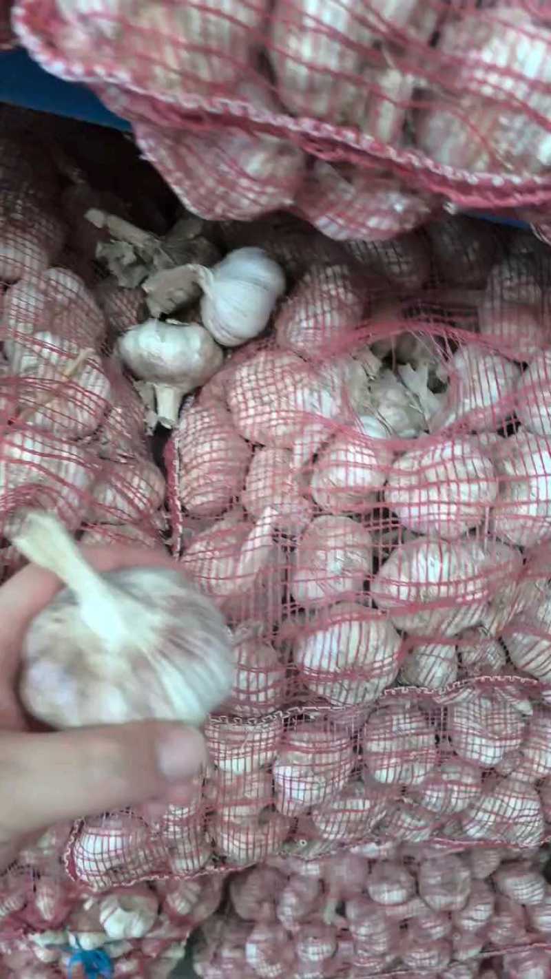 金乡红皮紫皮大蒜冷库储存，配资。常年有货供应全国
