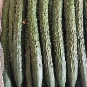 精品黄瓜干花蜜刺，纸箱装新货到！