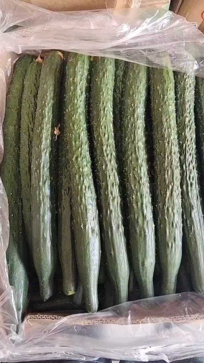精品黄瓜干花蜜刺，纸箱装新货到！