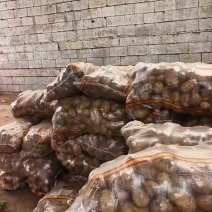 山东土豆！新荷兰土豆，大量上市供应，全国代发