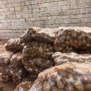 山东土豆！新荷兰土豆，大量上市供应，全国代发