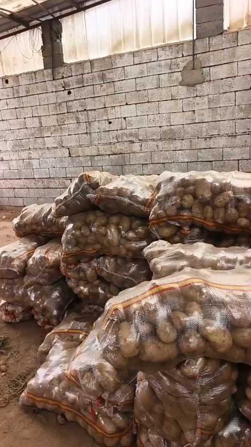 山东土豆！新荷兰土豆，大量上市供应，全国代发