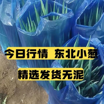 吉林四季小葱东北香葱规格齐全量大从优对接市场档口商超