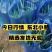 吉林四季小葱东北香葱规格齐全量大从优对接市场档口商超