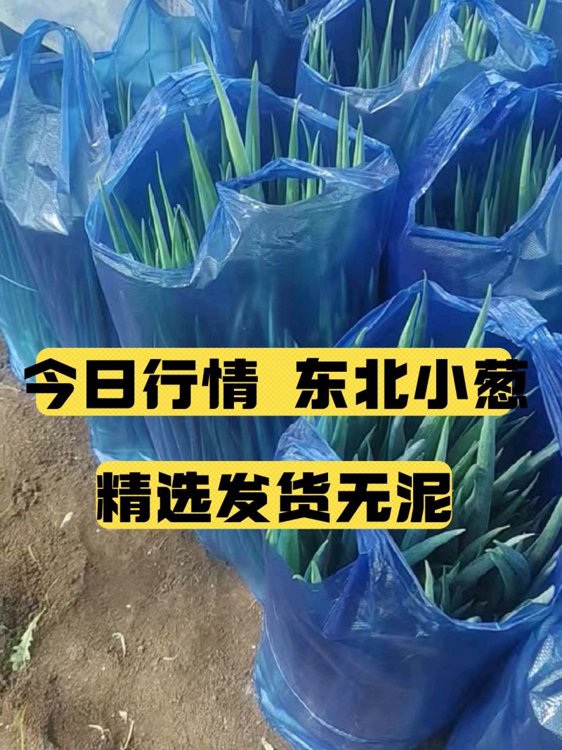 吉林四季小葱东北香葱规格齐全量大从优对接市场档口商超