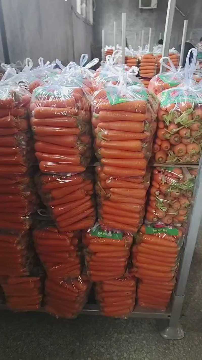 山东精品胡萝卜，对接国，信誉第一，质量三包，基地货源