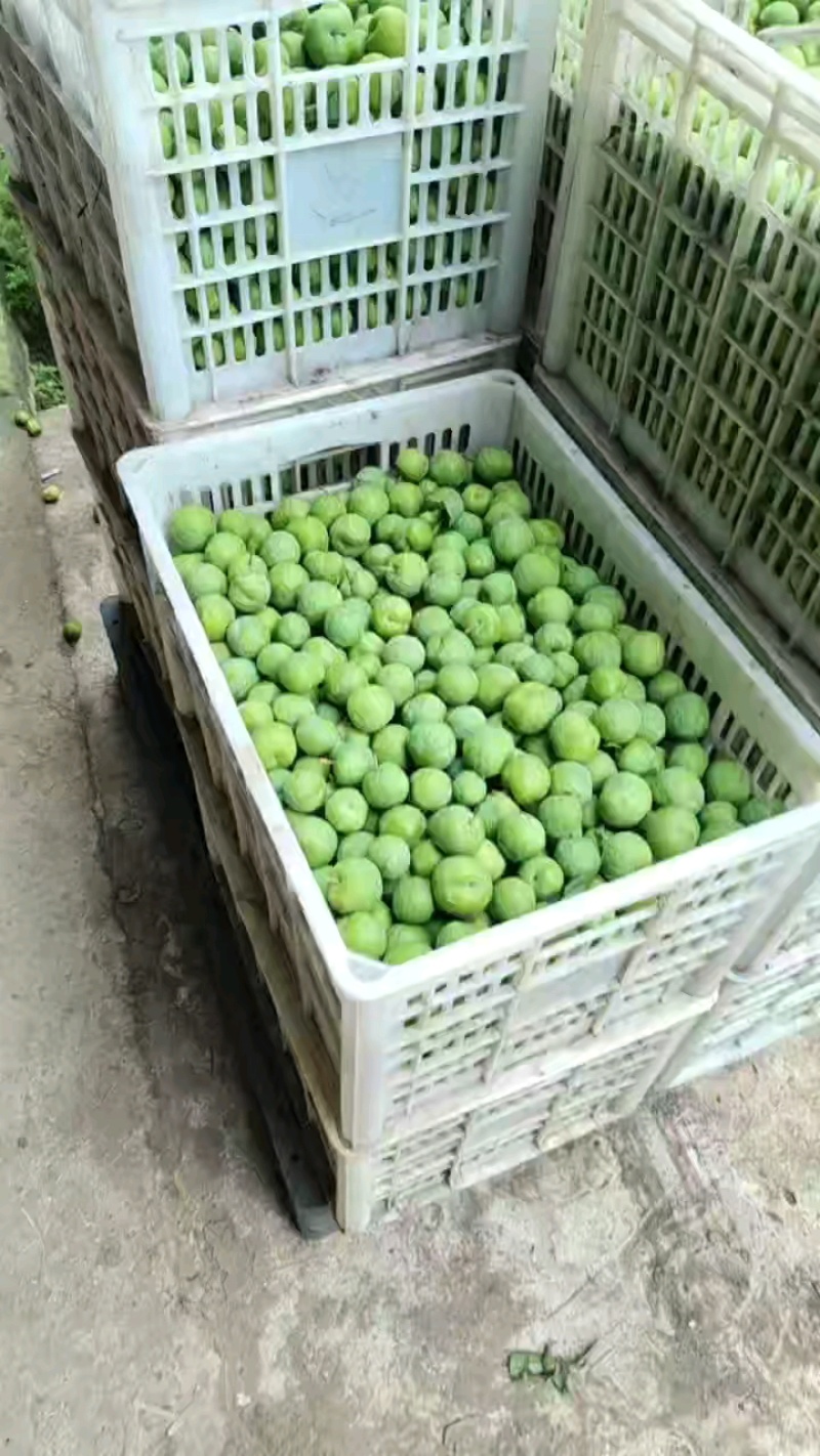 青脆李精品李子产地直发量大从优可对接全国电商市场商超