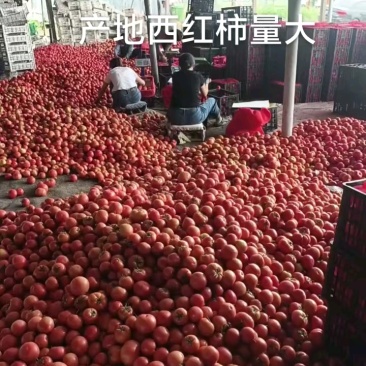 西红柿大量供货，打包发货！