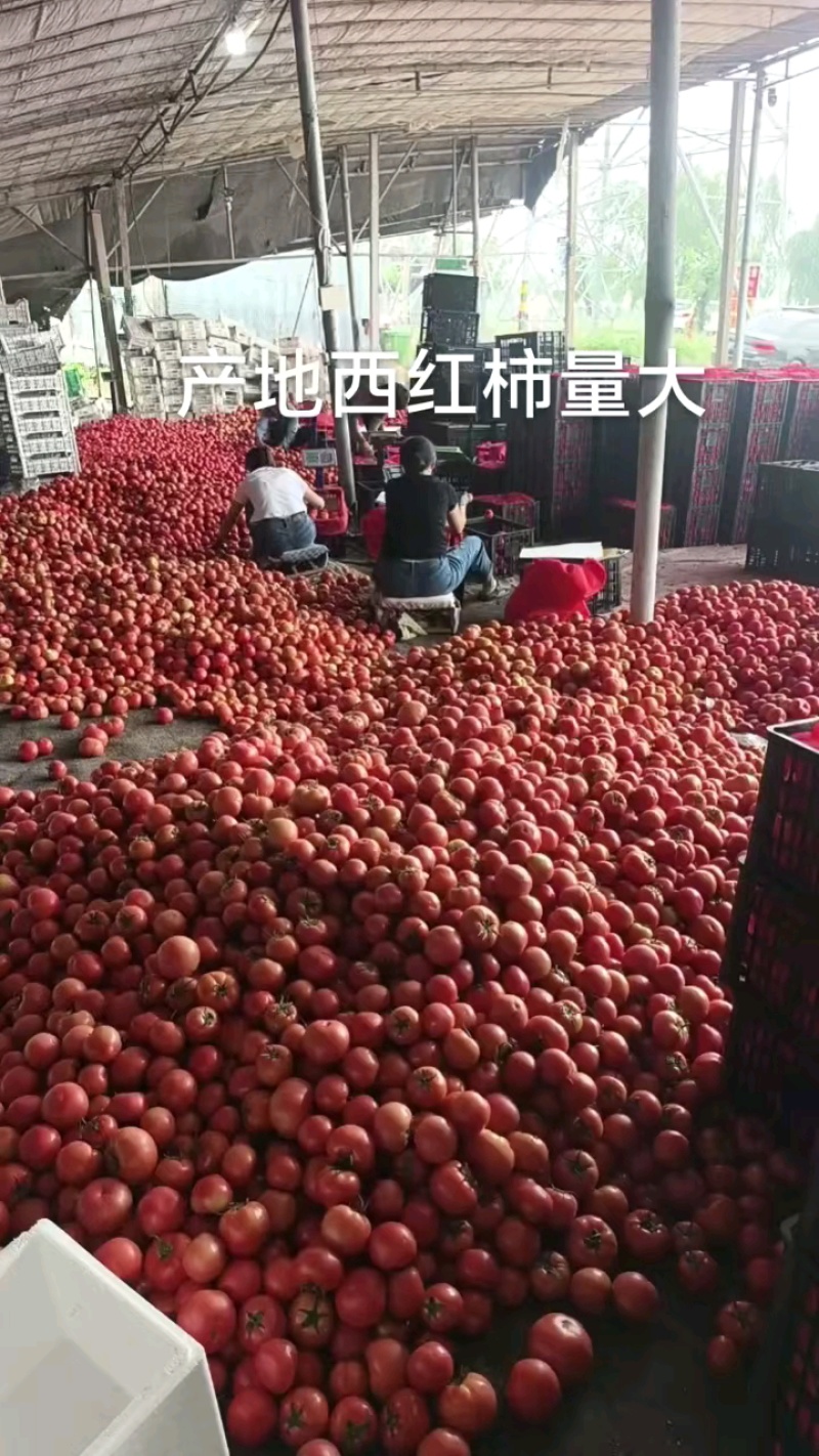 西红柿大量供货，打包发货！