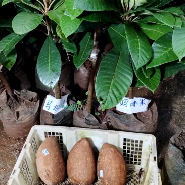 妈咪果苗，嫁接苗，营养杯苗带土带叶发货的