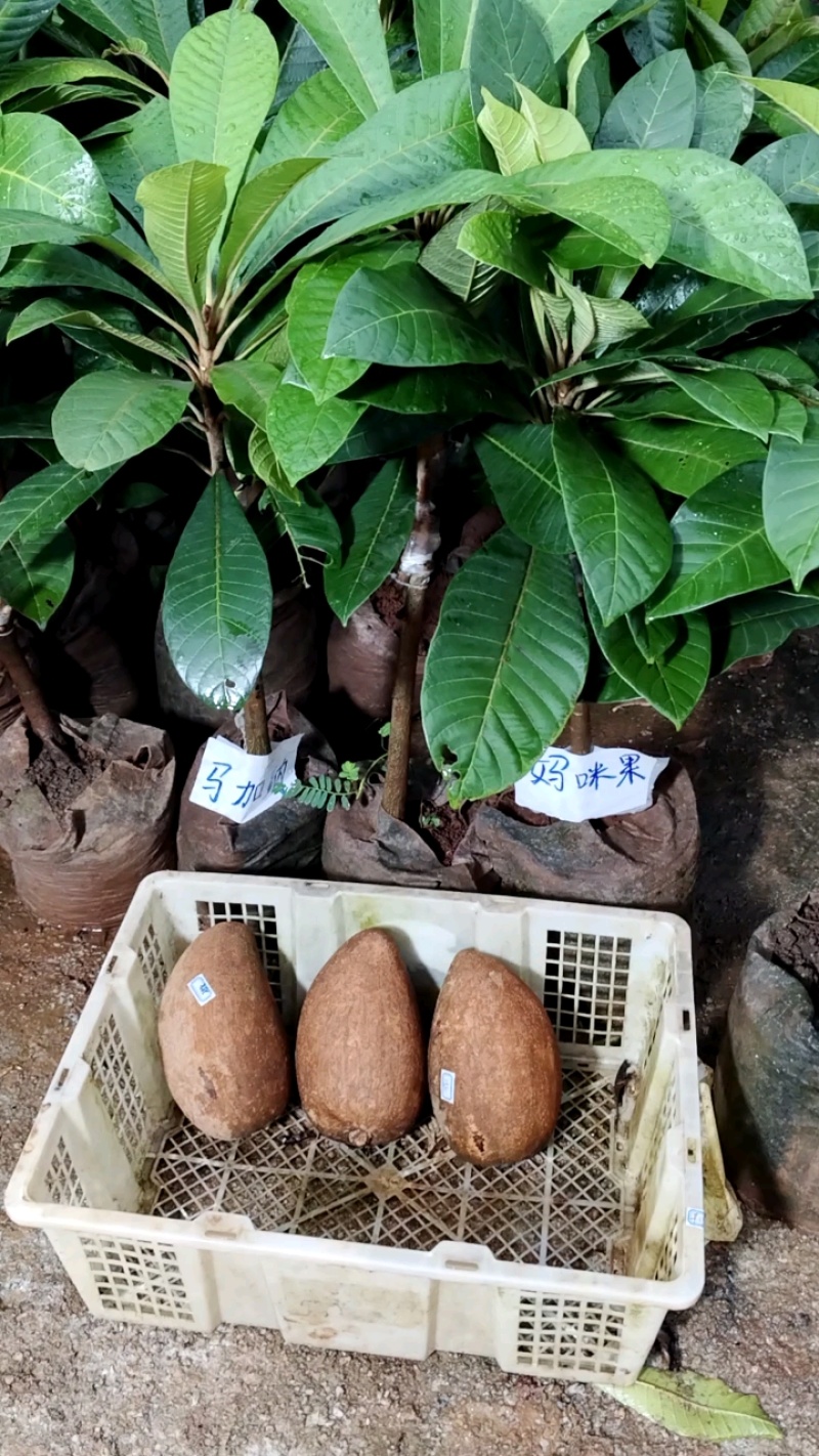 妈咪果苗，嫁接苗，营养杯苗带土带叶发货的