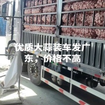 大蒜，金乡大蒜，电商，国内市场，专业国外出口，一吨起批