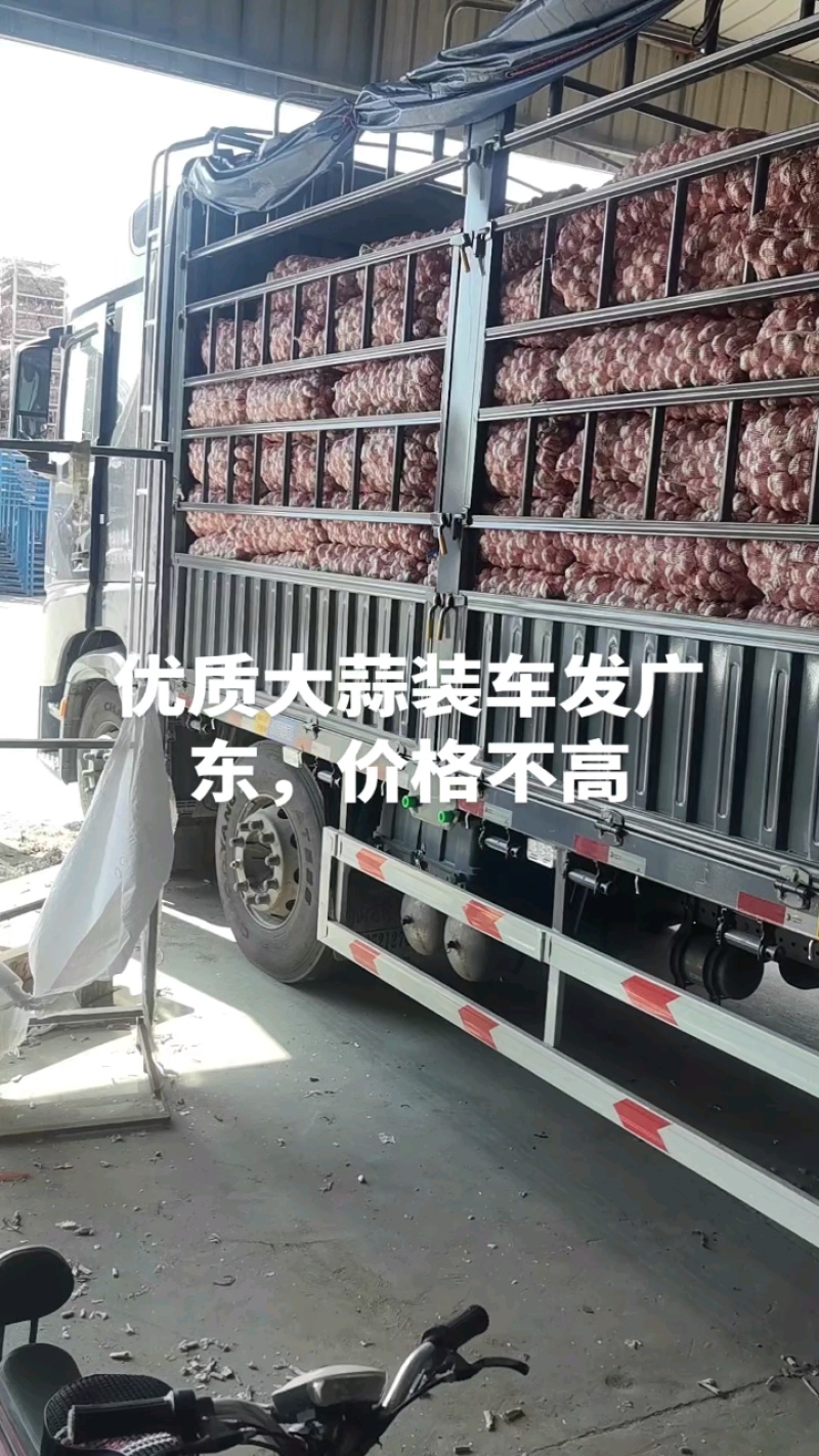 大蒜，金乡大蒜，电商，国内市场，专业国外出口，一吨起批