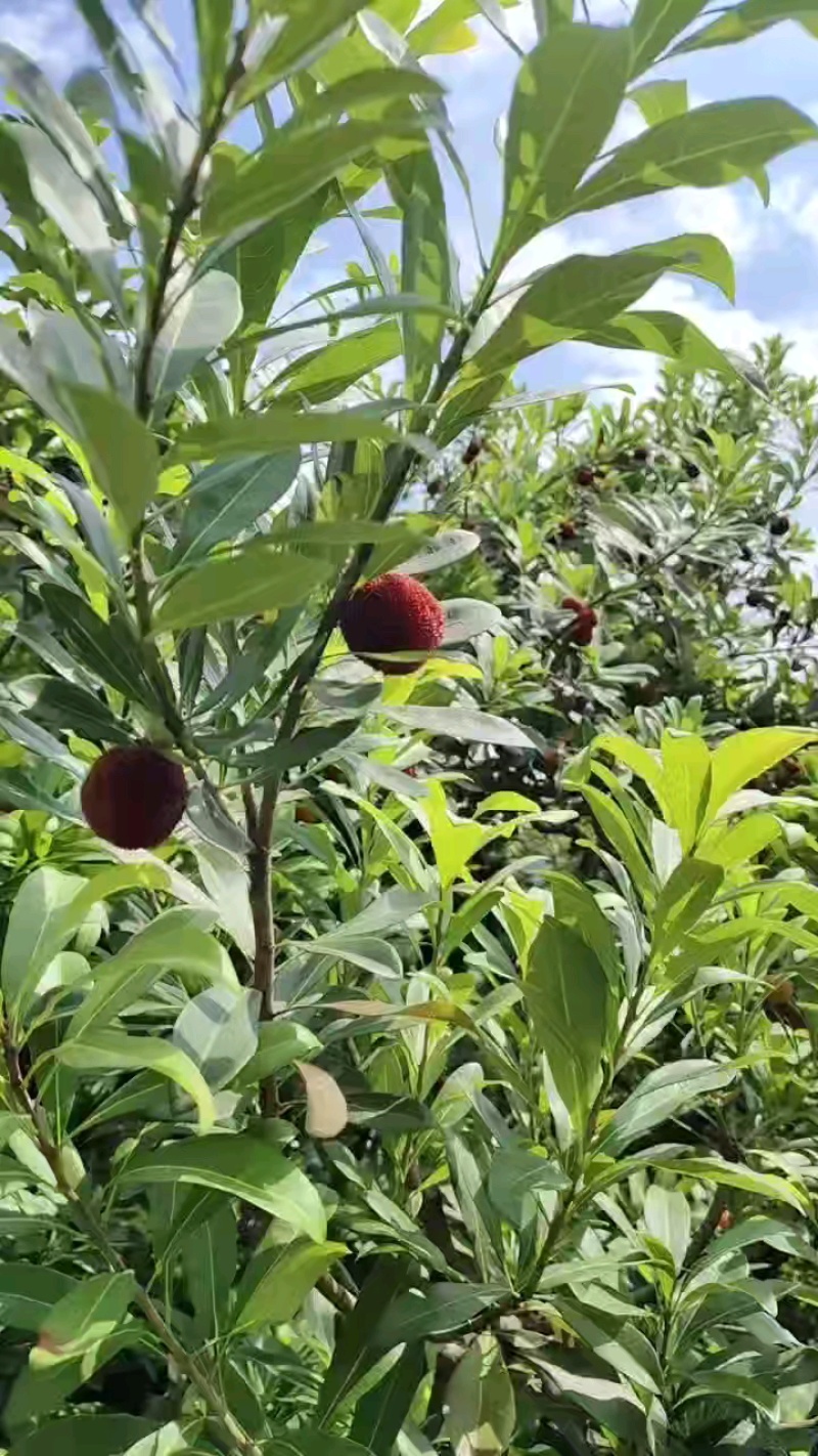 湖南怀化洪江托口东魁杨梅精品杨梅产地一手货源