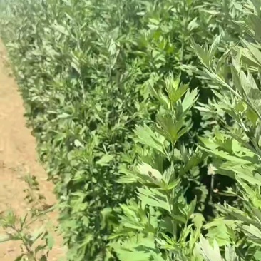 端午节新鲜艾草，日产20万可定制，产地直供，冷藏车发货！