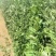 端午节新鲜艾草，日产20万可定制，产地直供，冷藏车发货！