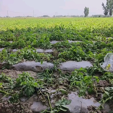 河南黄心土豆大量接单产地直发量大从优欢迎来电