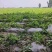 河南黄心土豆大量接单产地直发量大从优欢迎来电
