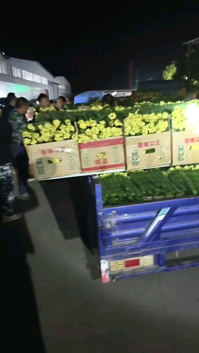 【推荐】连云港丝瓜鲜花丝瓜大量现货供应，瓜条直！可发电商