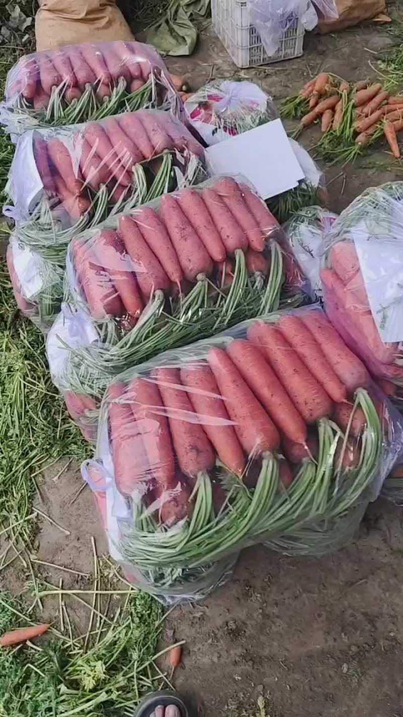 山东精品胡萝卜，对接国，信誉第一，质量三包，基地货源