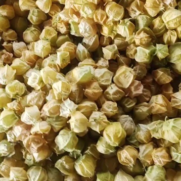 东北甜姑茑果新鲜灯笼果黄姑娘果大量供应品质优可视频看货