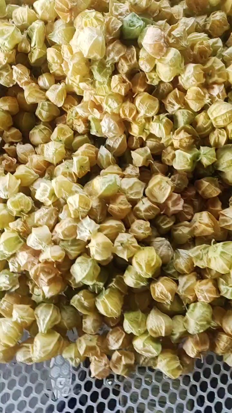 东北甜姑茑果新鲜灯笼果黄姑娘果大量供应品质优可视频看货